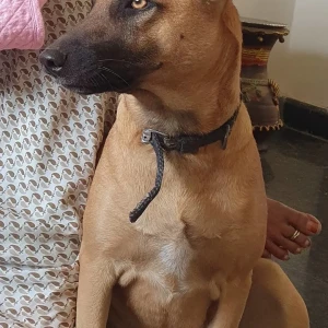A Brown Indie Dog Missing from SBH coloney-3