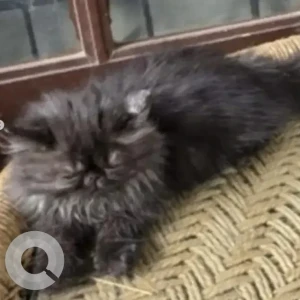 A Black Persian Cat Missing from Kaval Bairasandra, Bengaluru-2