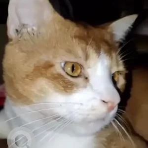 A White-Brown Mix Indie Cat Missing from Kanaka Nagar, RT Nagar-2