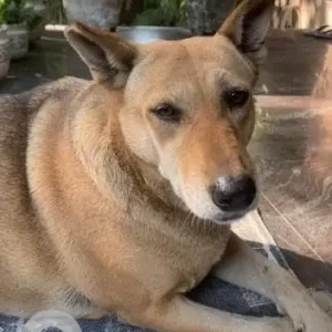 A White-Brown Mix Indie Dog Missing from New Delhi