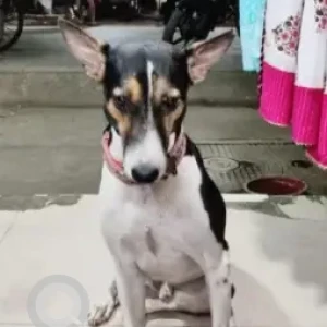 A Black and White Indie Dog Missing from Gunsagar nagar, Kalwa