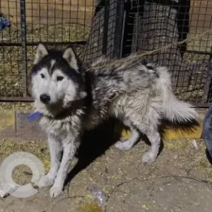 A Black and White Husky Dog Found from Sandhya Apartment, Balkampet