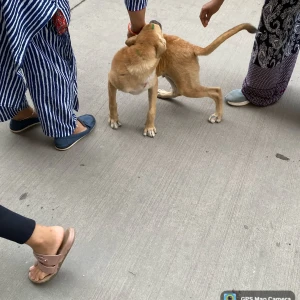 Rabies vaccination-73