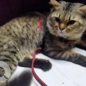A Black and Brown Indie Cat Found from Mumbai