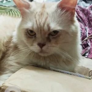 A White-Brown Mix Persian Cat Missing from Versova, dominos branch