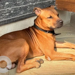 A Brown Indie Dog Missing from Faridabad