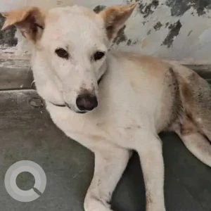 A White-Brown Mix Indie Dog Found from New Delhi, New Delhi