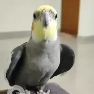 A Grey Cocktail Bird Bird Missing from Bengaluru-2