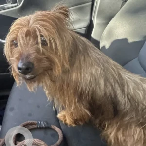 A Brown Australian Terrier Dog Found from Blue Hill River Rd & Hillside St near Houghtons Pond.