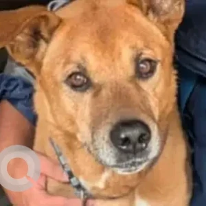 A Brown Indie Dog Missing from Sangharsha Galli, Bafal