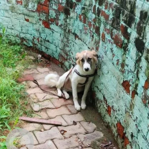 A White-Brown Mix Indie Dog Found from Delhi NCR