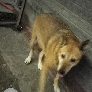 A Brown Indie Dog Found from New Delhi-2