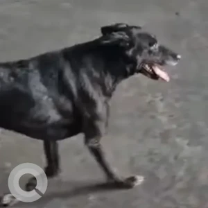 A Black Indie Dog Found from Yamuna ghat
