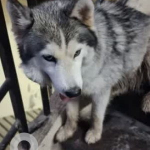 A White and Grey Husky Dog Found from Kumaraswamy Layout, Bengaluru