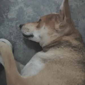 A White-Brown Mix Indie Dog Missing from Kalkaji, New Delhi-3