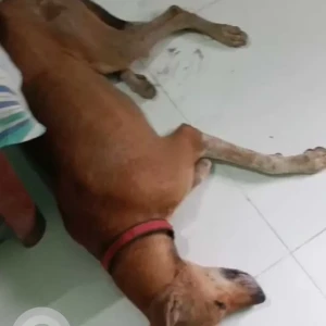 A Brown Indie Dog Missing from Lathi Mohal, Fatehpur Fatehpur District-4