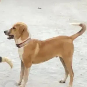 A White-Brown Mix Indie Dog Missing from Hesarghatta-2