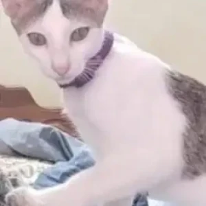 A Grey-White Mix Indie Cat Missing from Mangor-hill, Vasco-Da-Gama-3