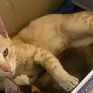 A White-Brown Mix Ginger Cat Missing from Mahaganapathy Nagar-3