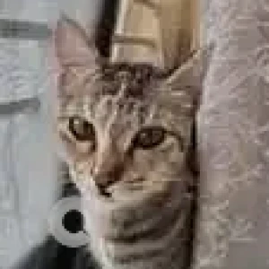 A Black and Brown Indie Cat Missing from Bengaluru-2