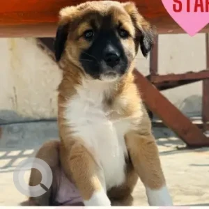 Female Indie-Pahadi Mix Dog Adoption for Adoption in Gurgaon