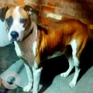 A White-Brown Mix Boxer Dog Missing from Govind Puri, Kalkaji