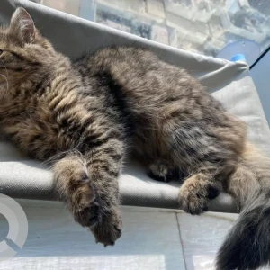 A Black and Brown Persian Cat Missing from ELECTRA chick baik building-3