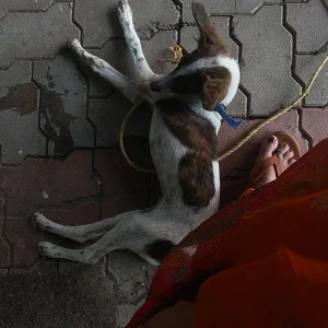 A White-Brown Mix Indie Dog Found from Maduvinkarai Guindy signal-2