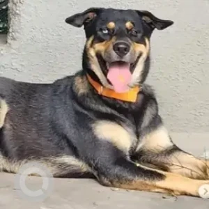 A Black and Brown Indie Dog Missing from Tata Sherewood Basavanagar, Noble House Apartment