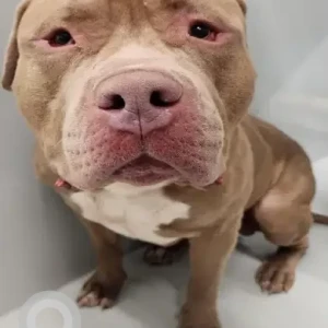 A White-Brown Mix Pitbull/Mastiff Mix Dog Found from Washington Park, Roxbury