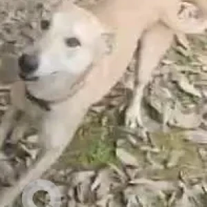 A White Indie Hound mix Dog Missing from Nehru Park-3