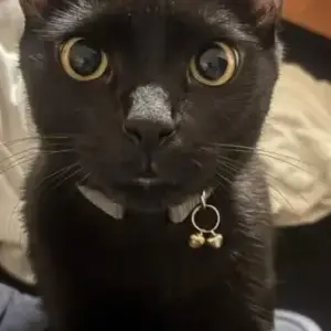 A Black Indie Cat Missing from Niva Medical Clinic, HSR Layout Sector 1