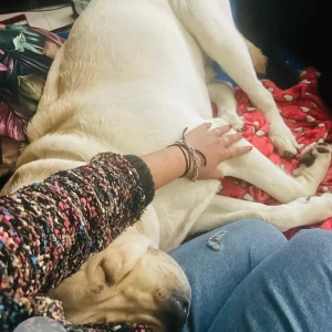 A White Labrador Dog Missing from Uttam Nagar, New Delhi-3