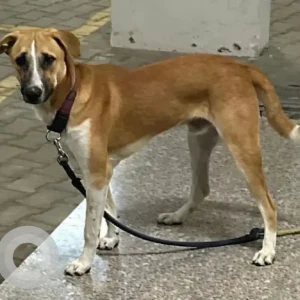A White-Brown Mix Indie Dog Missing from Handenahalli, St. Philomena school-2