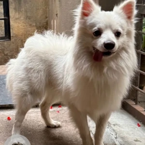 A White Pomeranian Dog Missing from Basaweshwarnagar