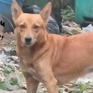 A Brown Indie Dog Missing from 4th Ave Indra nagar, Adyar, Chennai