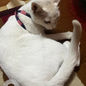 A White Domestic Shorthair Cat Missing from Balkot