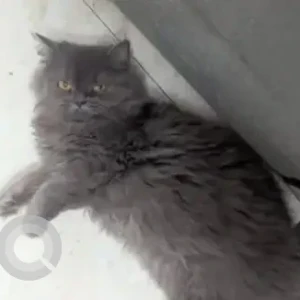A Grey Persian Cat Missing from RT Nagar, Bengaluru