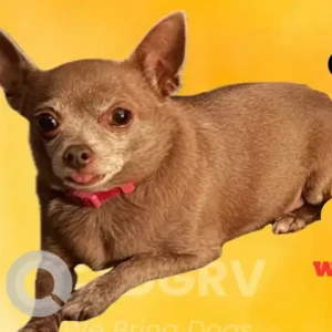 A Brown Chihuahua Dog Missing from Baileyville Rd, Way Rd