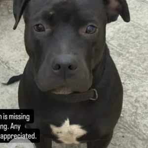 A Black Pitbull Dog Missing from Oval Ground, 142, Noida