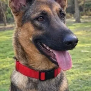 A Black and Brown German Shepherd Dog Missing from Humayunpur, Safdarjung Enclave