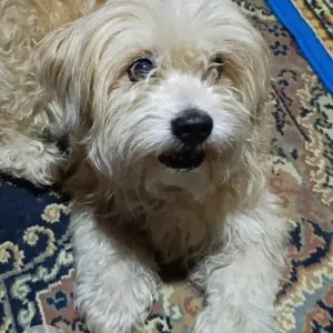 A White Poodle Mix Dog Missing from Kanibahal, Lalitpur