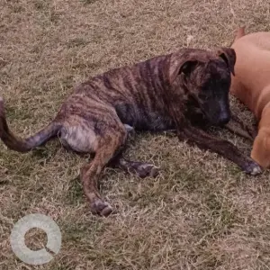 A Black and Brown Indie Dog Missing from Saidulajab, Saket-2