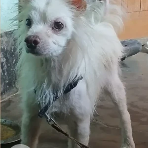 A White Spitz Dog Missing from Khajra Ashram