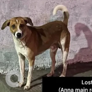 A White-Brown Mix Indie Dog Found from Anna main road near IDBI bank, Kolapakkam