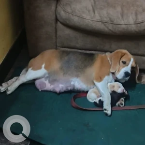 A White-Brown Mix Beagle Dog Missing from Mysuru-3