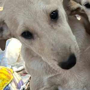 A White-Brown Mix Indie Dog Missing from 236, Ambica Vihar-2