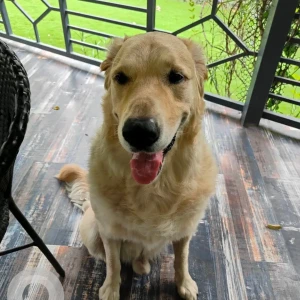 A Light Brown Golden Retriever Dog Missing from Sector 135, Noida