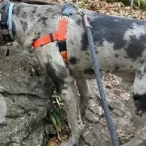 A Grey Mix Dog Missing from Absalona Hill Rd./Cooper Rd-2