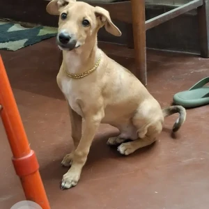 A White-Brown Mix Indie Dog Adoption from Bengaluru